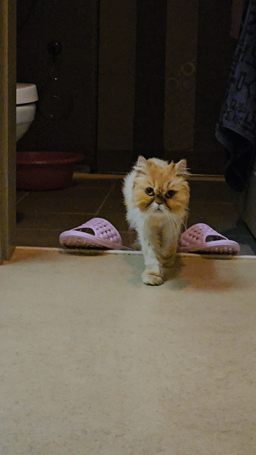 0c953-6623b278f367b-4b82f6fda5eb15fcbd5d957d61f79e6090a26fc2.gif