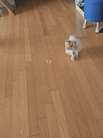 0c953-662676071b9ce-deffa08bc94e21b51b27c60f57bba68dd66943ab.gif