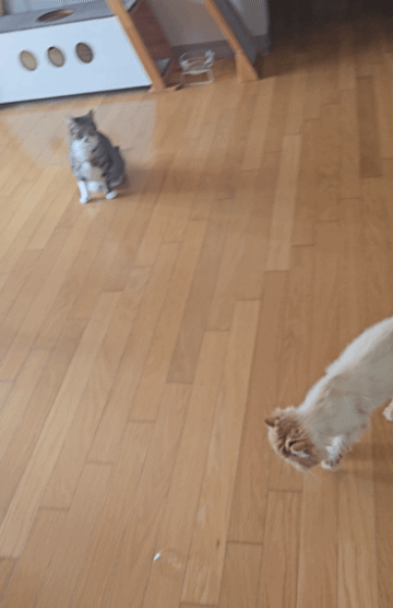 0c953-6626760f89a76-7688f08d3f37b466902d399ebea7e0fe2e30c674.gif