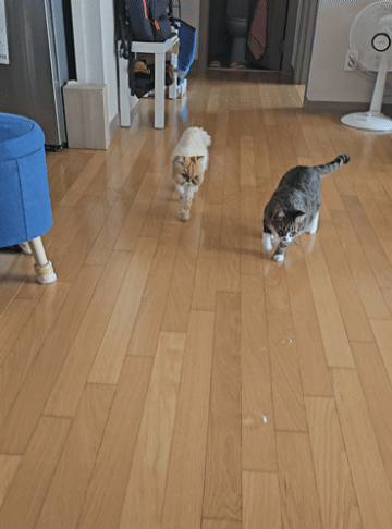 0c953-6626761ab7623-c87921bed856f7dbbb3d835c1449d603dec2357f.gif