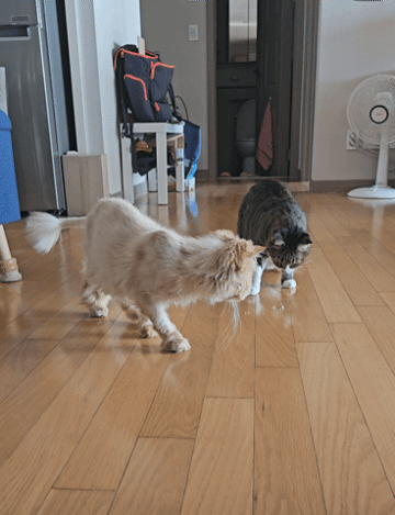 0c953-662676257d6ba-8fbf4a099bad13d7d7d0ef6764c88a854b4b40c2.gif