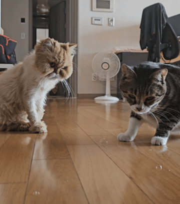 0c953-6626762ca0e9c-98c9f1598a08d4500e75c16713f33ad01dd0c169.gif