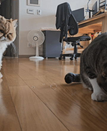 0c953-6626763372d8e-7e0994d12abdb77d382df540133a3acc9f053260.gif