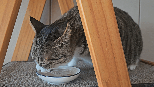 0c953-6626764a133aa-a6af2ca8df6480b2634c3223e94981df41b4c1d9.gif