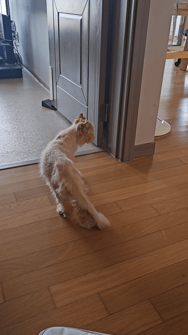 0c953-6628fe6fc93ea-9c17222783f39f90aed64c01233dc703f588e3e3.gif