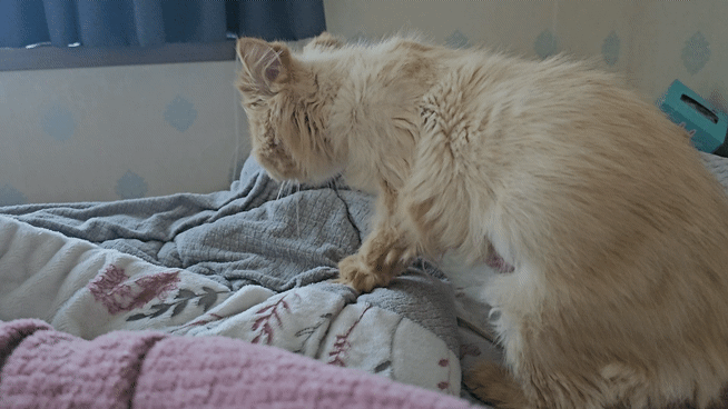 0c953-6628fe801945b-4e787432d5d25154f189ffcd3d40d09e03868dfe.gif