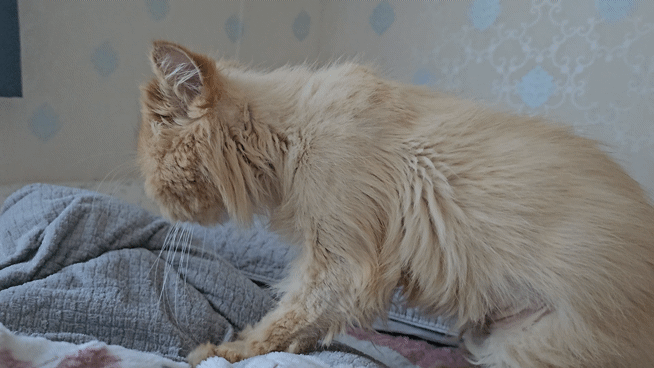 0c953-6628fe855e3e4-58f5403434f1fdba8819f9d169214416a84e47f6.gif