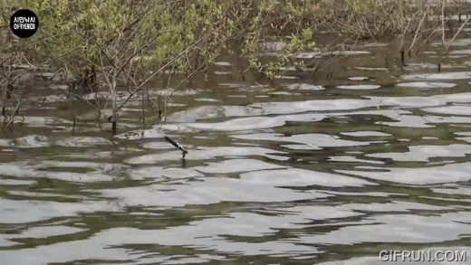 0fb6f-6624a03ae2610-ff0ed0a75aa8edf4090b37e8a9a22788500dd37a.gif