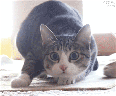2728294294_clAf3Gty_8ac97cdc8d790f7b7138ab187817097271f4a712.gif