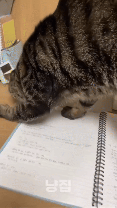 3fa6a3c17cf053537f82a1d6fe971a89_1711658212_763.gif