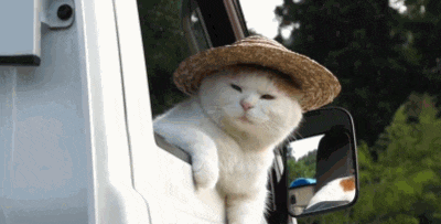 한심.gif