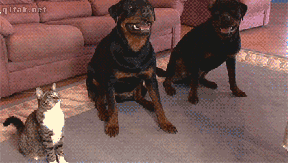 1938333018_Ted7WuY1_7af0865208d7ca3820b4da909b4483057b4f65cc.gif