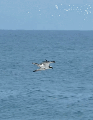 2041143702_4fJGWyOC_335bd98f7b5e8d0fc42ce25fb15128e8f1be7670.gif