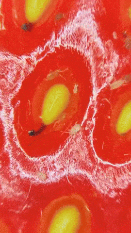 3555376226_mYFUetBr_e3eede461ac79649a6ca6aeabf39b127ec3255db.gif
