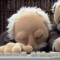 3731362182_d3KMQJ4F_4f24bd286d540f2d925e302d15dd6d0be7b42761.gif