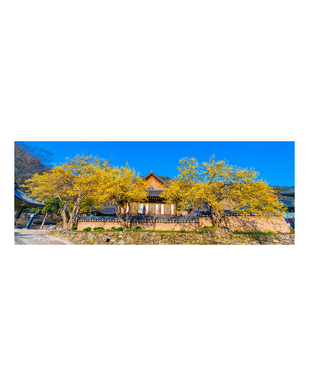 260323 순천 송광사 산수유 풍경 2603231717 B0003710.jpg