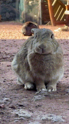 copy_AC5E01C7-5508-4D4C-A43F-B9F12E76D11E.gif