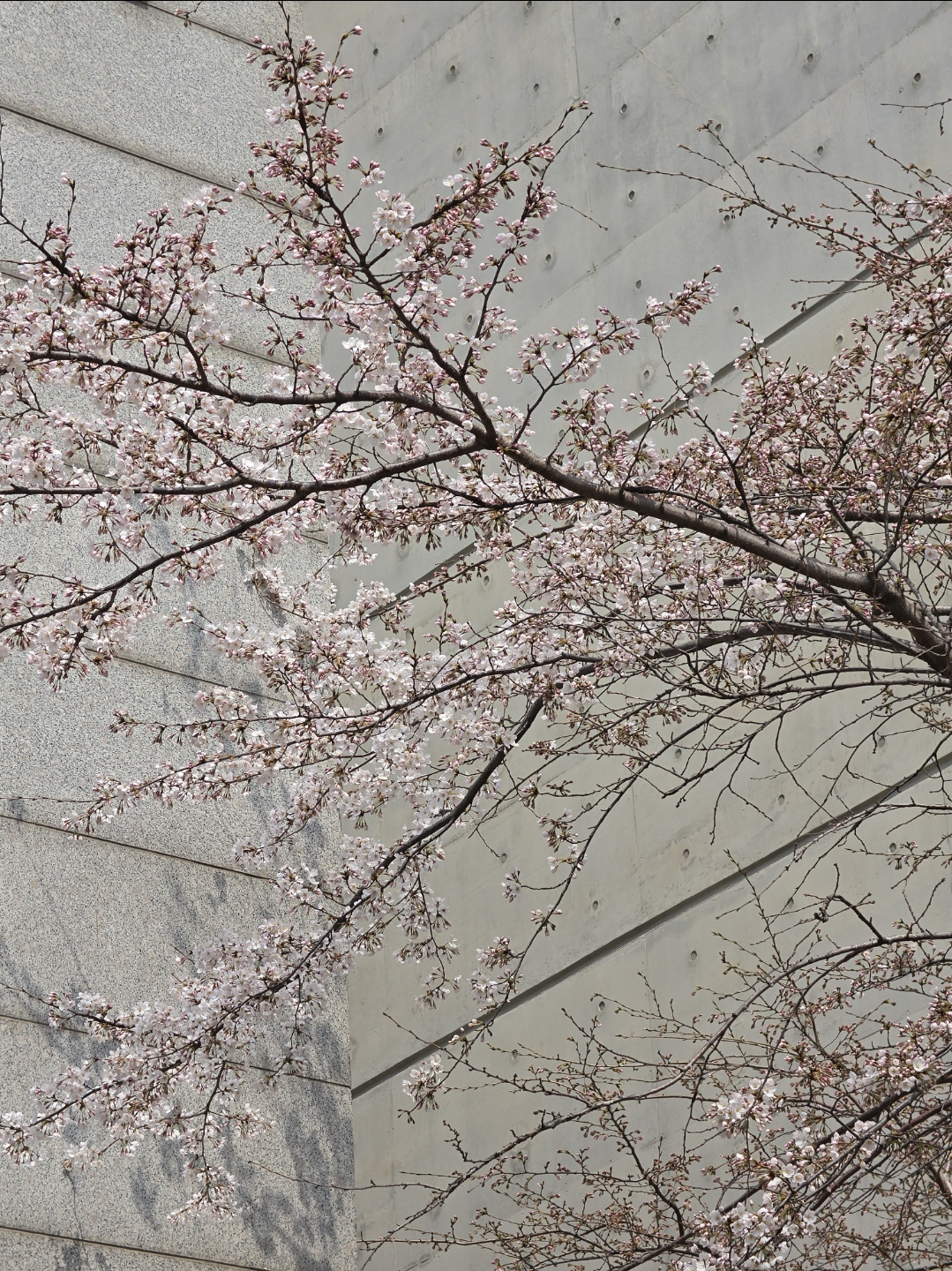 Screenshot_20260329_123412_Gallery.png