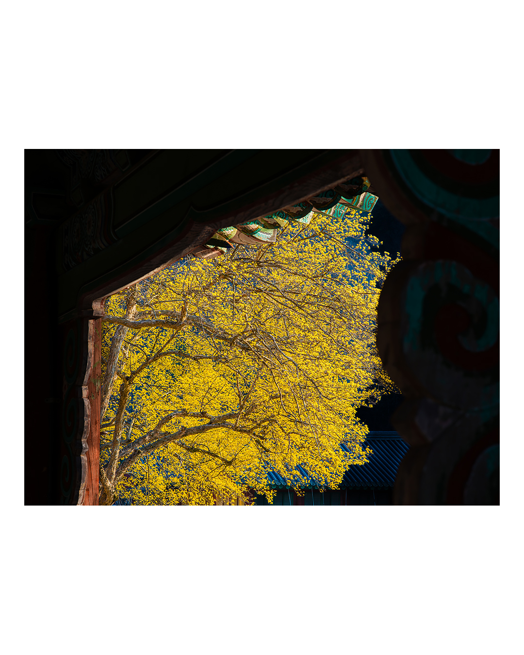 260323 순천 송광사 산수유 풍경 2603231728 B0003750.jpg