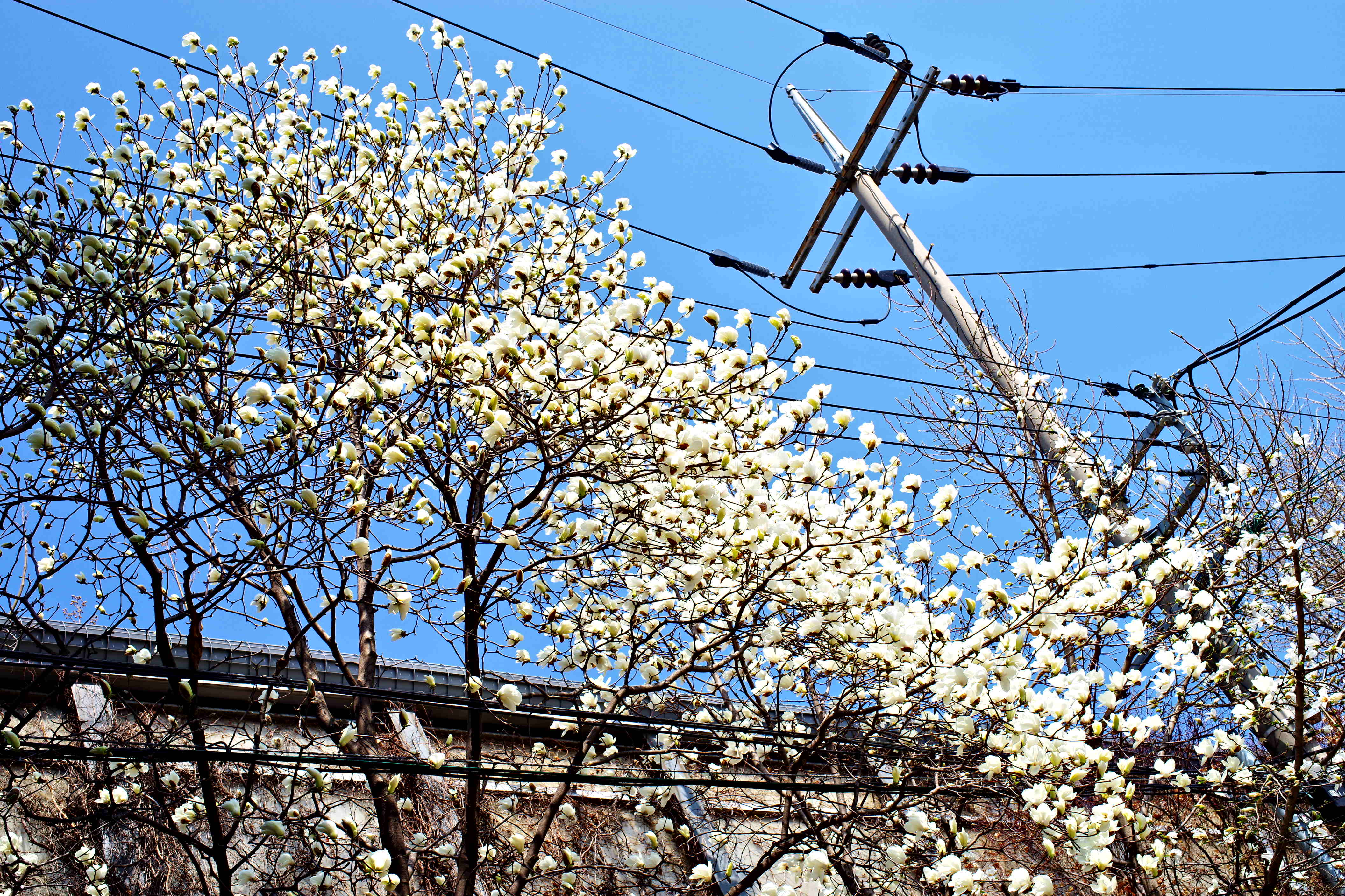 K1__9323.JPG