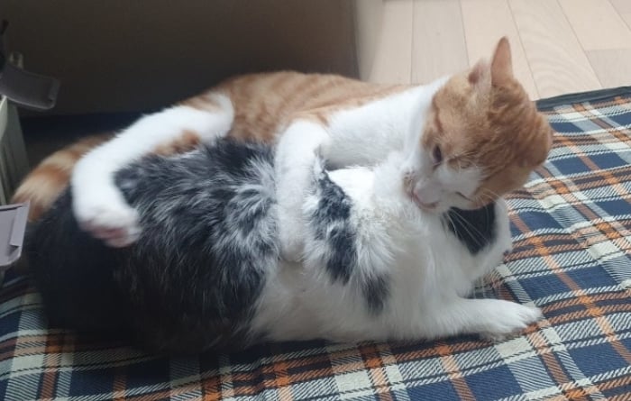 첨부 이미지