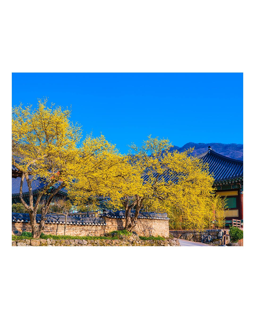 260323 순천 송광사 산수유 풍경 2603231709 B0003684.jpg
