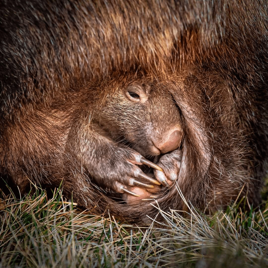 a-young-wombat-in-its-mothers-rear-facing-pouch-v0-2i5odezb7cw31.png