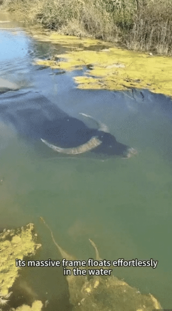 AISelect_20260324_015754_Samsung Browser.gif