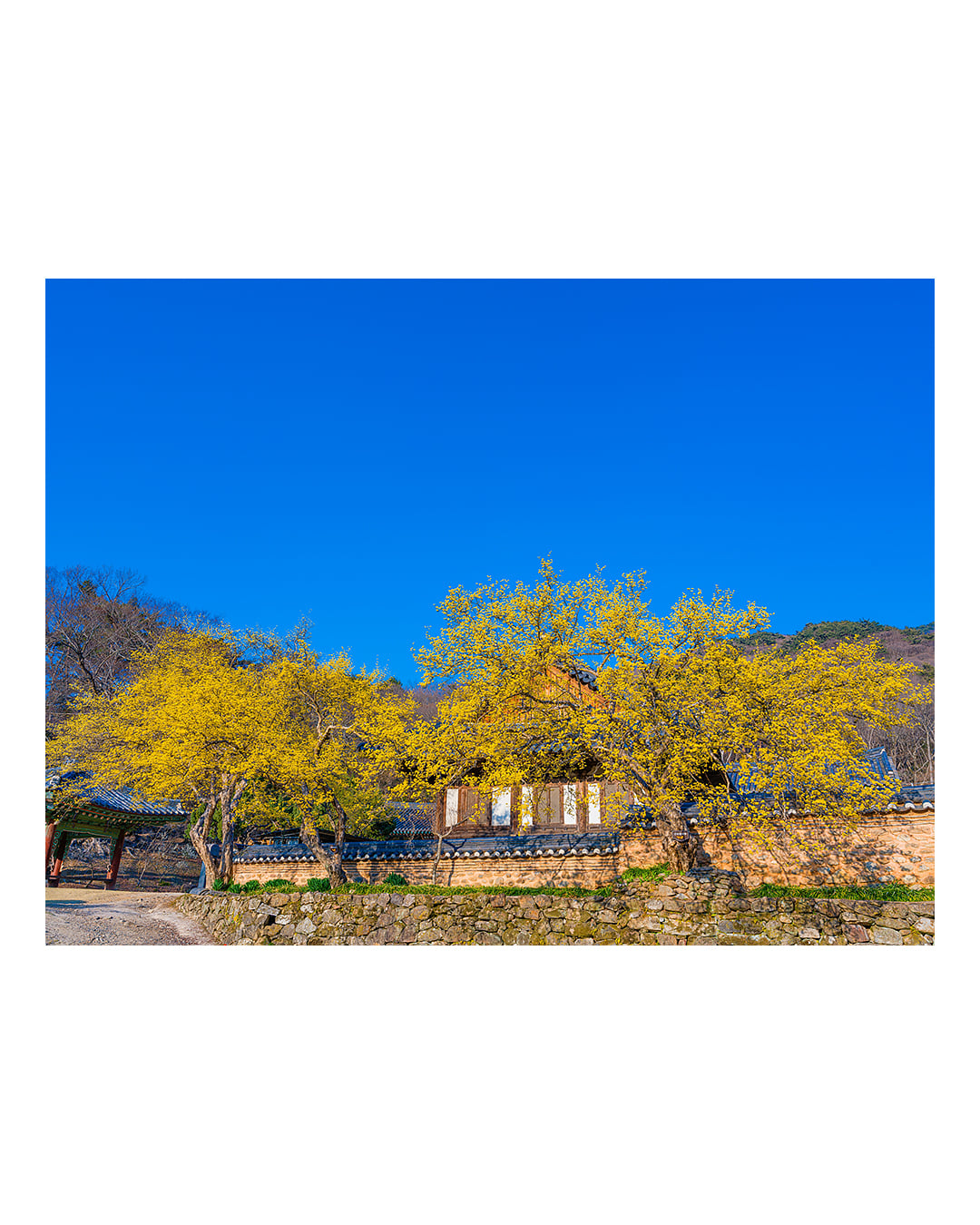 260323 순천 송광사 산수유 풍경 2603231707 B0003673.jpg