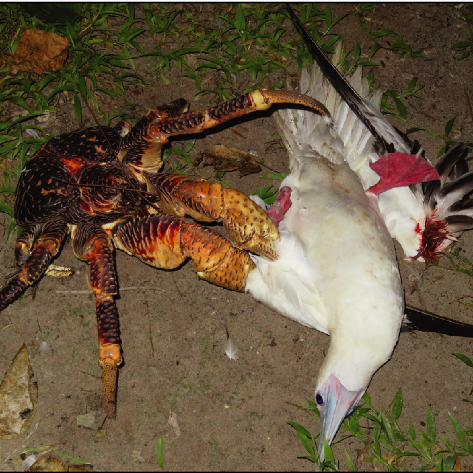 coconut-crab-bird.png