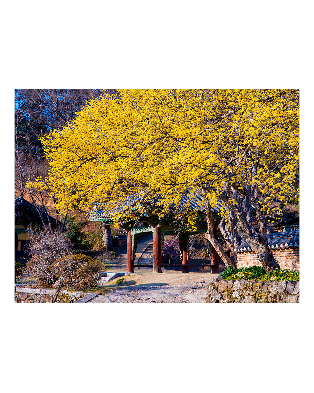 260323 순천 송광사 산수유 풍경 2603231708 B0003676.jpg