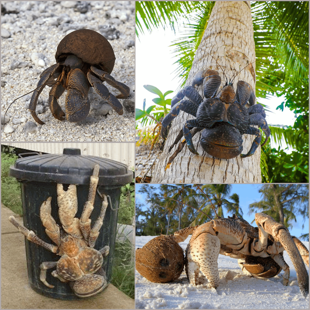 the-coconut-crab-is-the-largest-land-dwelling-arthropod-in-v0-s76kvskg83ja1.png