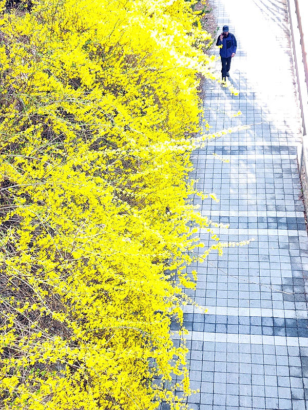 개나리 꽃길-800.jpg
