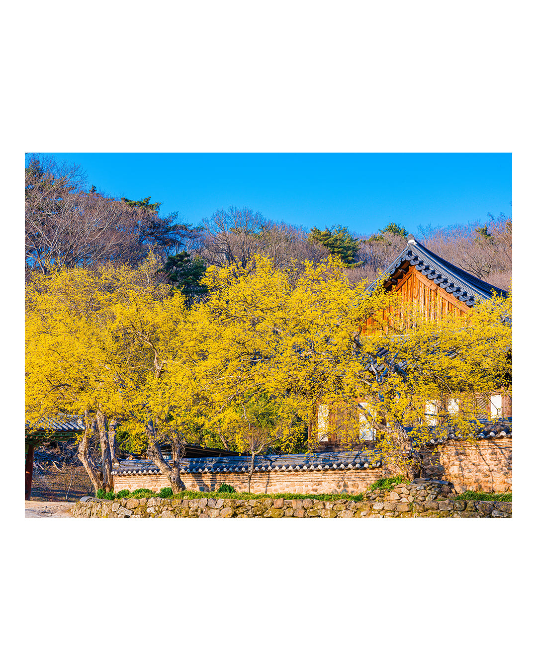 260323 순천 송광사 산수유 풍경 2603231725 B0003741.jpg