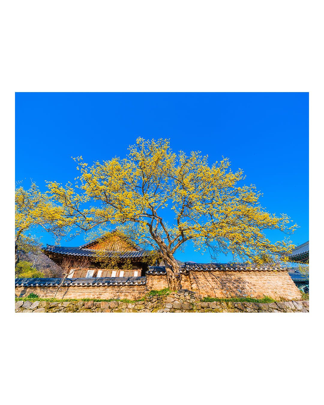 260323 순천 송광사 산수유 풍경 2603231721 B0003725.jpg