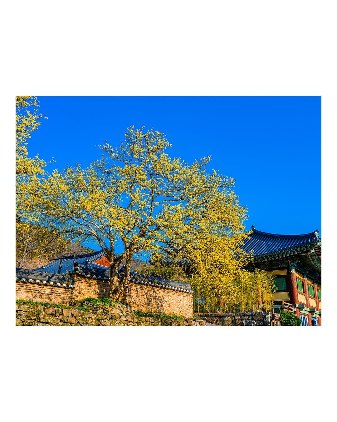 260323 순천 송광사 산수유 풍경 2603231713 B0003700.jpg