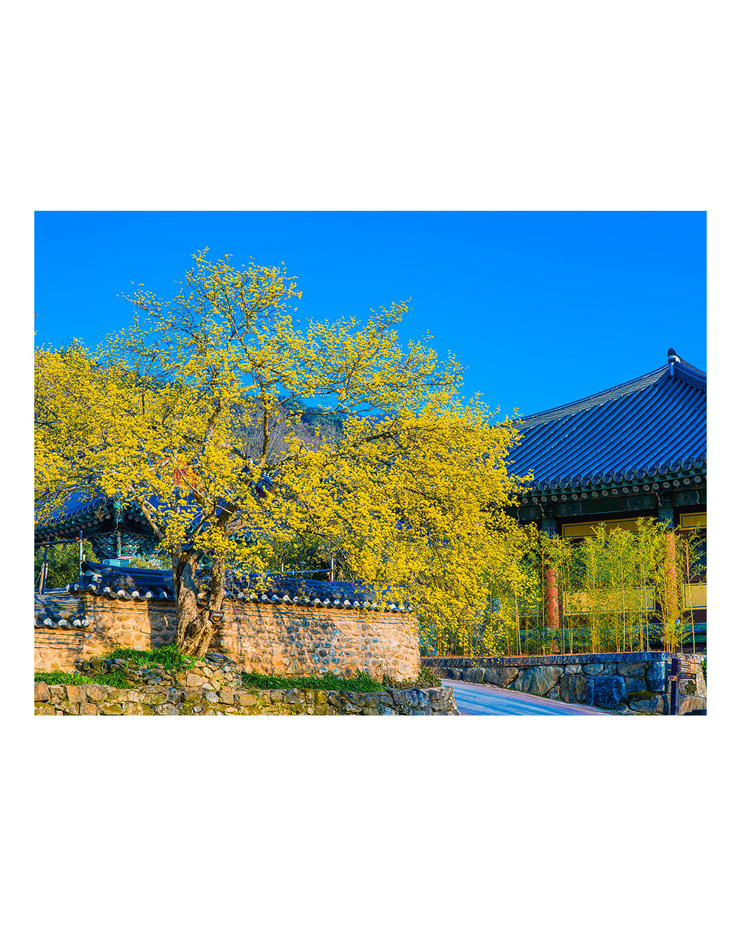 260323 순천 송광사 산수유 풍경 2603231732 B0003769.jpg