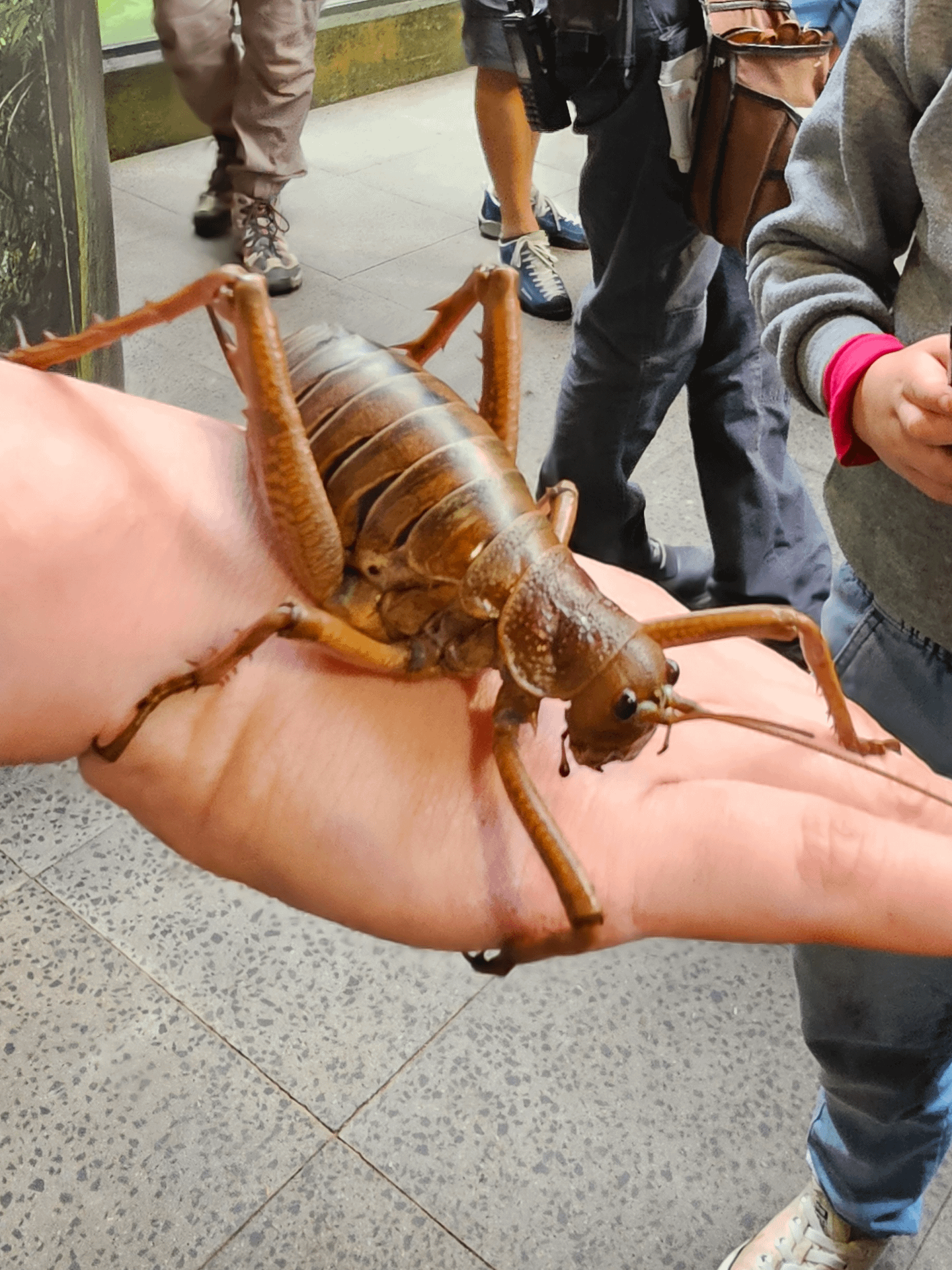 nz-giant-weta-v0-vkhfvclfp0fd1.png