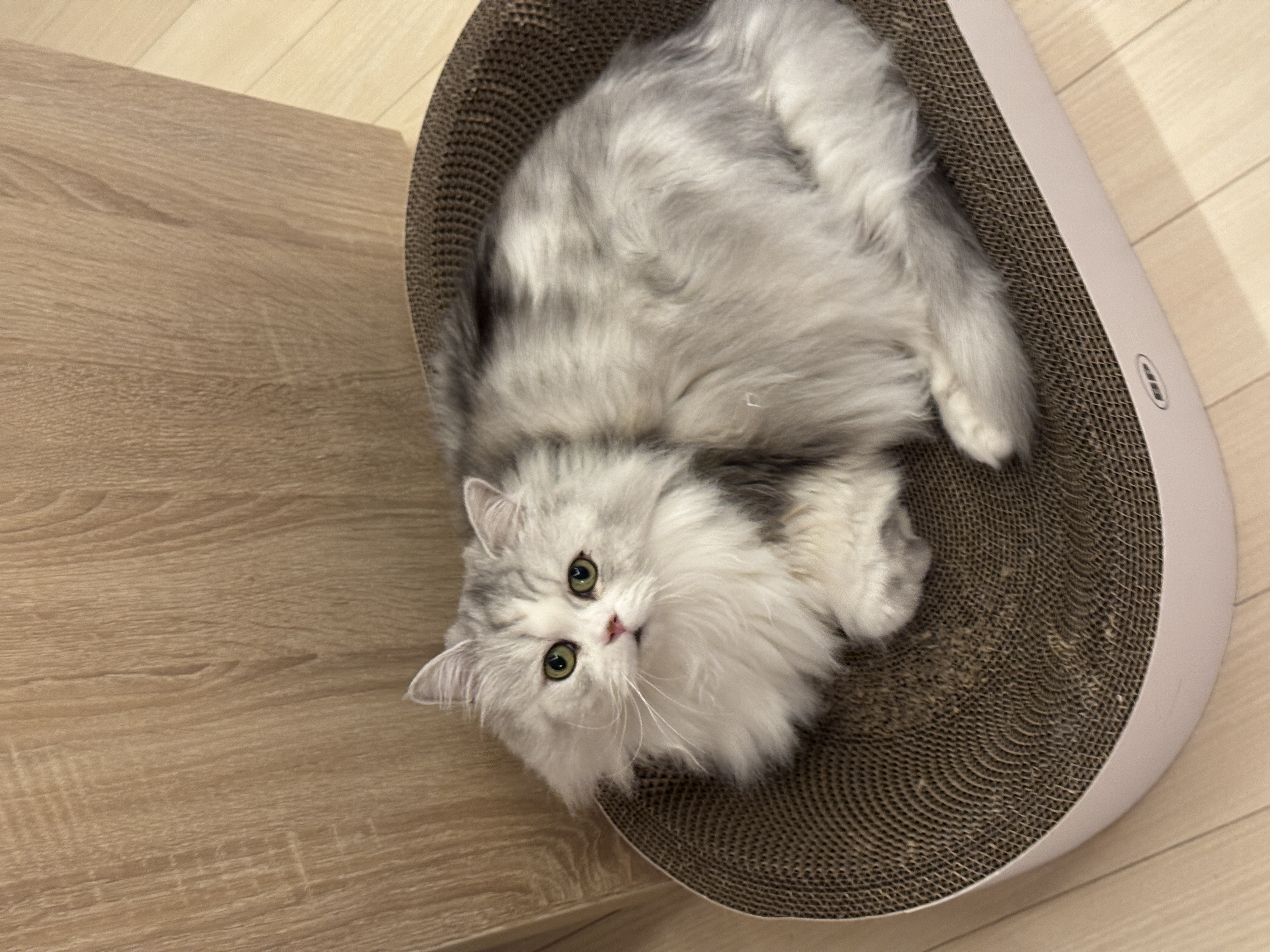 첨부 이미지