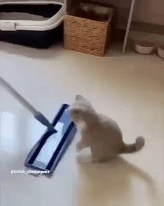 싸우자집사_덤벼라집사.gif