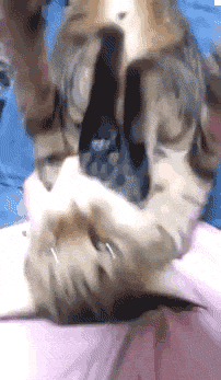 7.gif