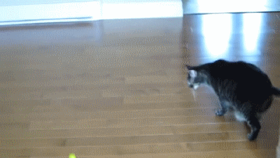 8.gif