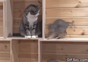 10.gif