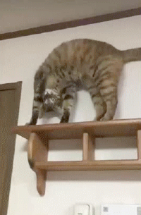 11.gif