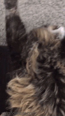 12.gif