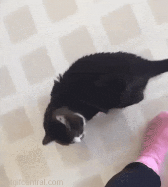 13.gif