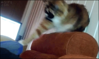 14.gif
