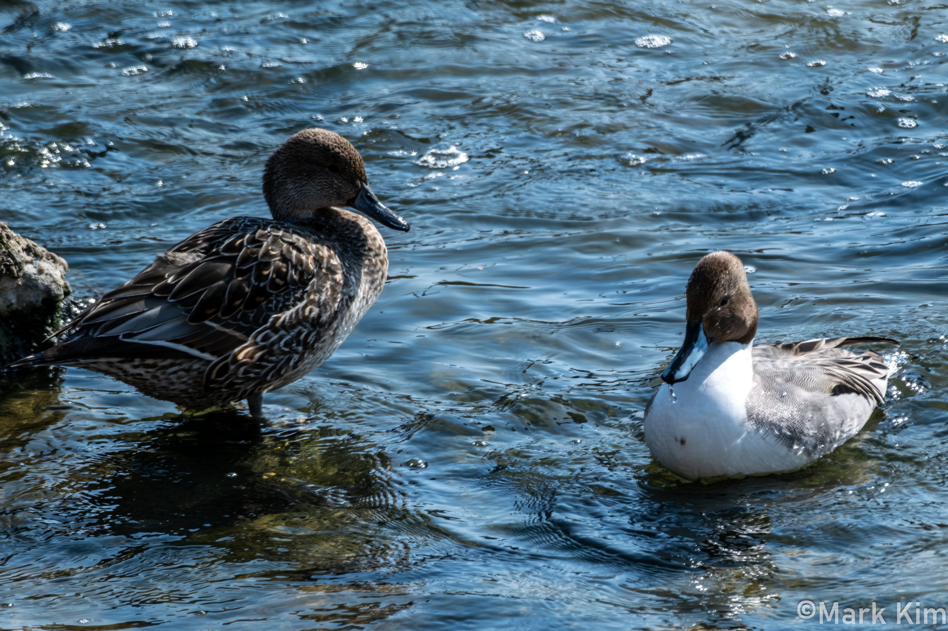 DSCF4246.jpg