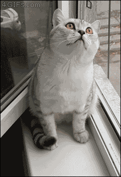 0.gif