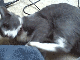 2.gif
